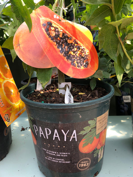 Papaya plant