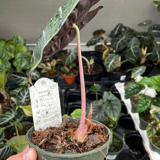 Alocasia Pink Dragon