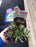 Chick Charm Hen & Chick succulents