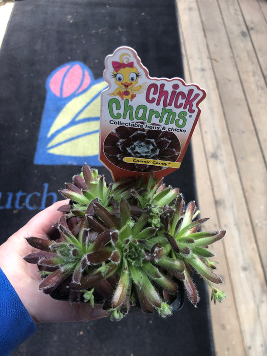 Chick Charm Hen & Chick succulents