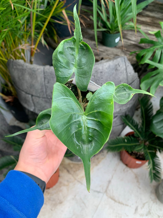 Alocasia Stingray