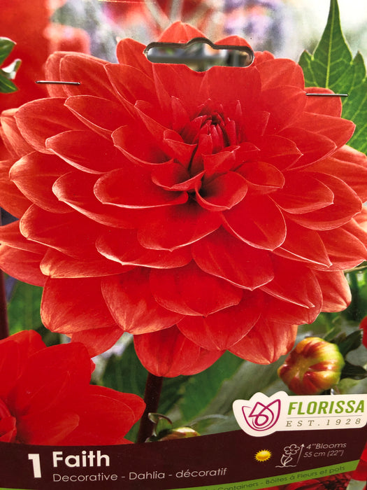 Dahlia Dinnerplate Giant