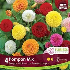 Dahlia Pompom Mix