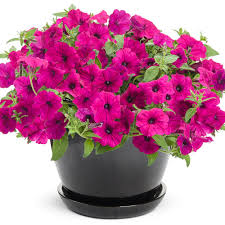 Supertunia Petunias