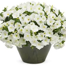 Supertunia Petunias