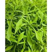 Potato Vine -Ipomea 4" pot and 6 pack