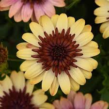 Osteospermum Daisy Bright Lights Series
