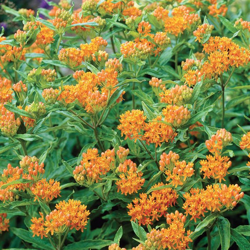 Butterfly Flower seeds - Seed Packets