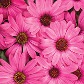 Osteospermum Daisy Bright Lights Series