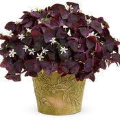 Oxalis ( shamrock plant)