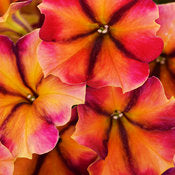Supertunia Petunias