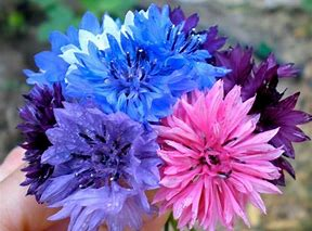 Seed Packets, Bachelor Button