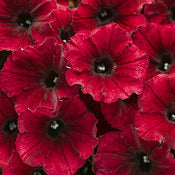 Supertunia Petunias