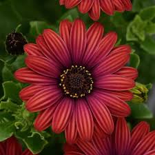 Osteospermum Daisy Bright Lights Series