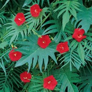 Cardinal Climber seeds - seed packets