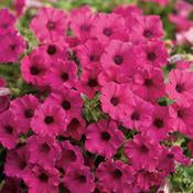 sangria charm supertunia