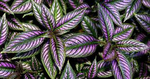 Persian Shield
