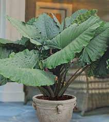 Alocasia Sumo