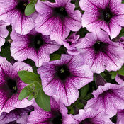 Supertunia Petunias