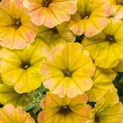 Supertunia Petunias