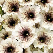 Supertunia Petunias