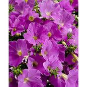 Supertunia Petunias
