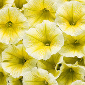 Supertunia Petunias