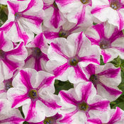 Supertunia Petunias