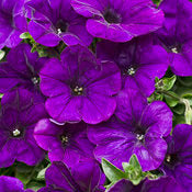 Supertunia Petunias