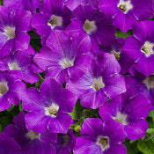 vista petunia