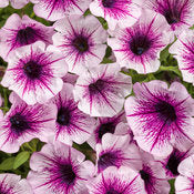 mullberry charm supertunia
