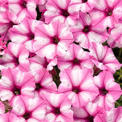 Supertunia mini vistas 4”