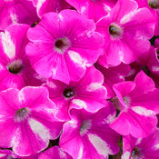 Supertunia Petunias
