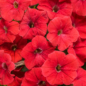Supertunia Petunias