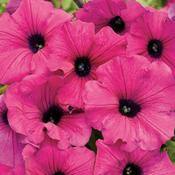Supertunia Petunias