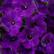 Supertunia Petunias