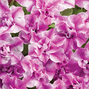 Supertunia Petunias