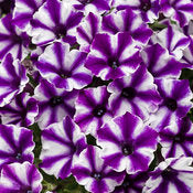 Supertunia mini vistas 4”