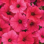 Supertunia Petunia Vista Series
