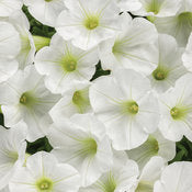 Supertunia Petunia Vista Series