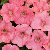 Supertunia Petunias