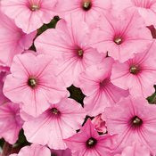 Supertunia Petunia Vista Series
