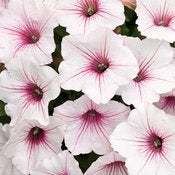 Supertunia Petunia Vista Series