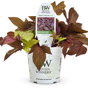 Potato Vine -Ipomea 4" pot and 6 pack
