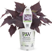 Potato Vine -Ipomea 4" pot and 6 pack