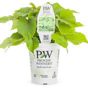 Potato Vine -Ipomea 4" pot and 6 pack