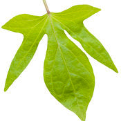 Potato Vine -Ipomea 4" pot and 6 pack