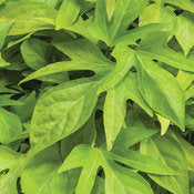 Potato Vine -Ipomea 4" pot and 6 pack