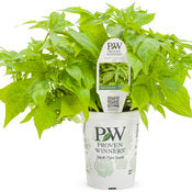 Potato Vine -Ipomea 4" pot and 6 pack