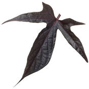 Potato Vine -Ipomea 4" pot and 6 pack